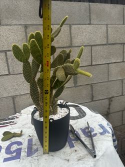 Cactus Opuntia Bunny ears