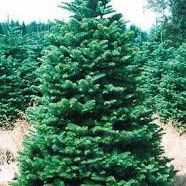 7 Ft Christmas Tree Noble Fir