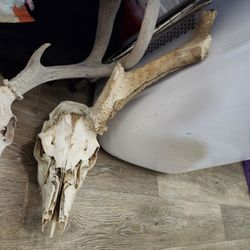 Fuzzy One Horned Deer 