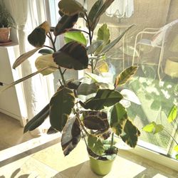Tall Ficus Ruby Rubber Tree Plant 