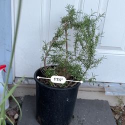 Potted Live Rosemary Plant 