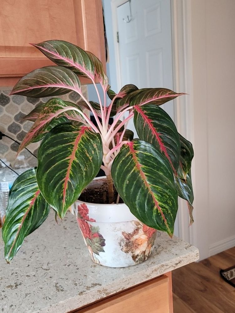 AGLAONEMA Siam Red Aglaonema Creta Live Plant / Pink / Beautiful Foliage Houseplant / Chinese Evergreen Potted