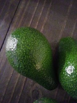 Large Avocados For Sale 3 For Two Or 75 Cents Each Freshly Picked