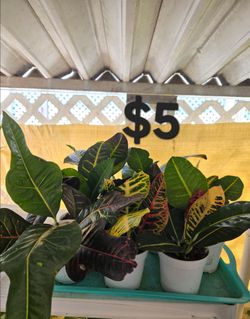 Croton plants