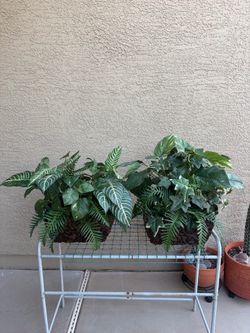 Plants