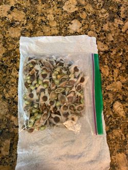 Organic moringa seeds /. Semillas orgánicas de moringa