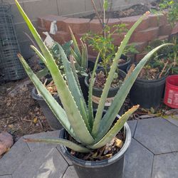 Aloe Vera Plant