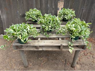 Pothos N' Joy, $25 each