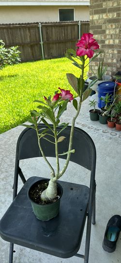 Double Flower Desert Rose