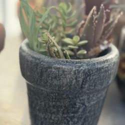 $6 Succulent Arrangements In Mexica Clay Pots 