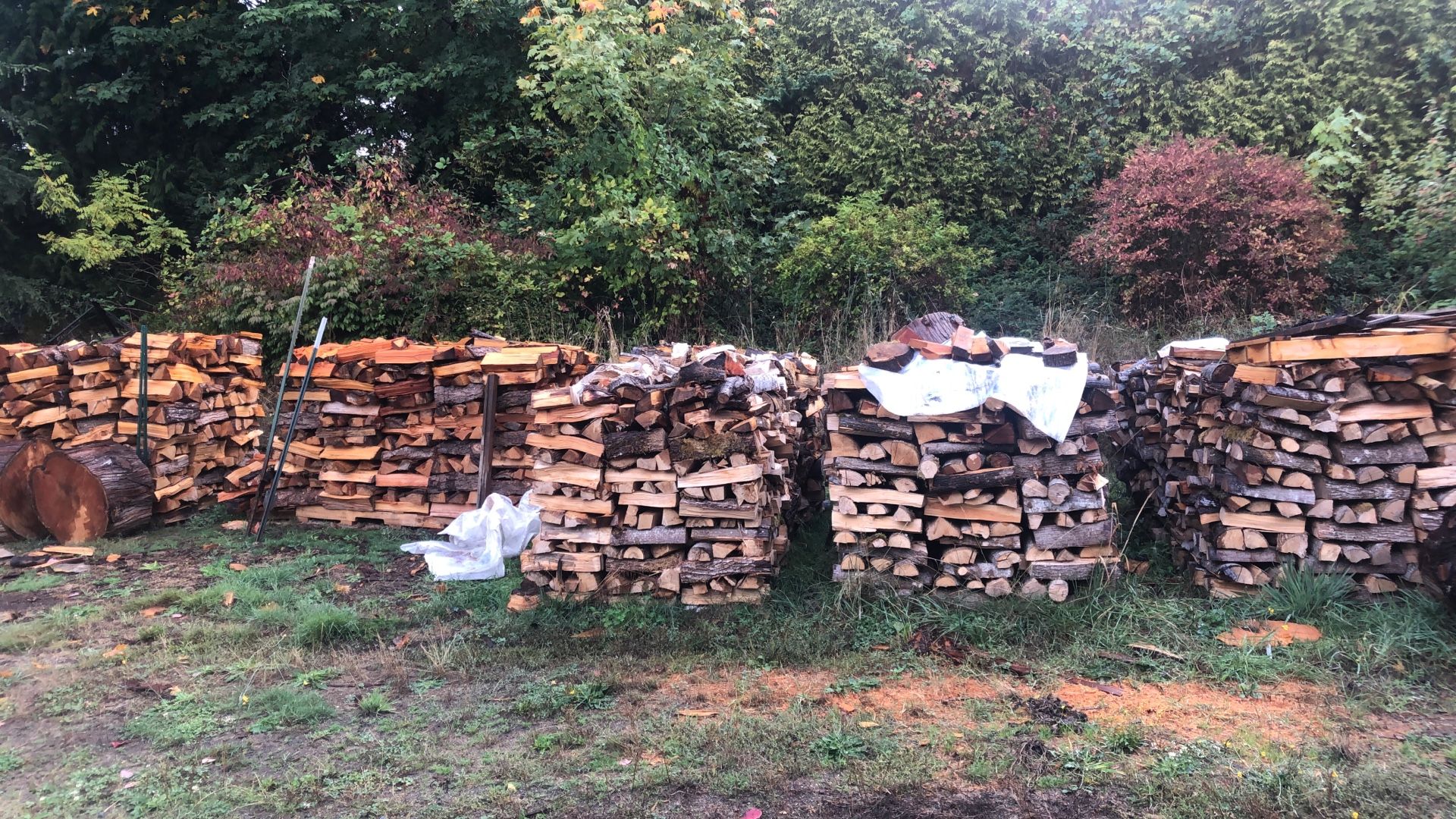 Maple Firewood