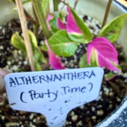 Party Time (Althernanthera)