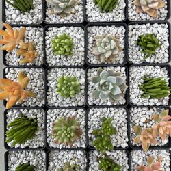 Succulent  Party Favors and Cactus available In Covina 