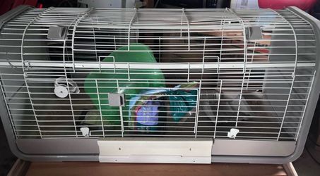 🐰 Large Rabbit / Guinea Pig Cage with Accessories – $100🐹