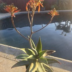 Aloe Vera Plant 