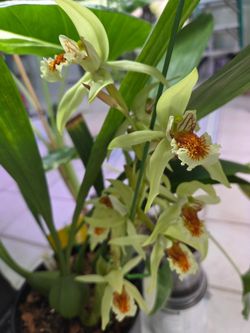 Orchid, Coelogyne Asperata