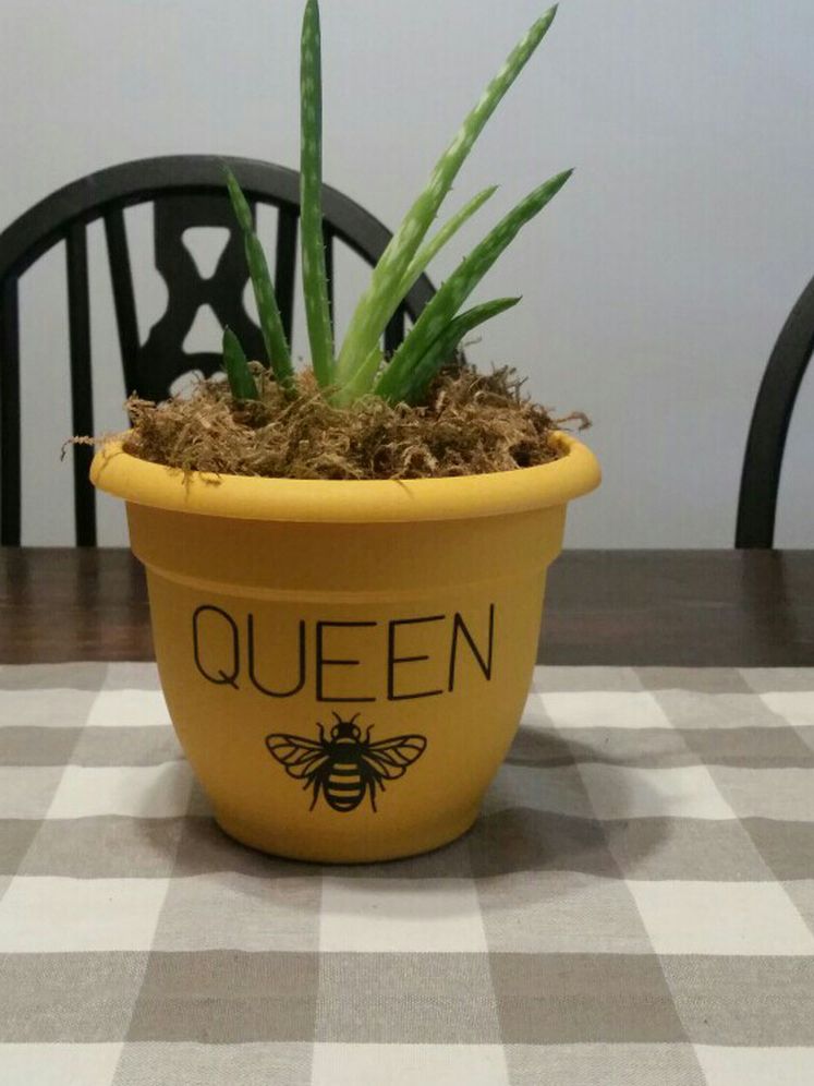 Real Aloe Plant In Cute Bee Pot
