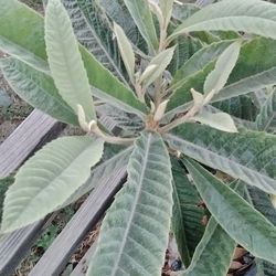 Sedende  Arbolito De Dispere