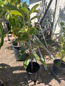 4ft Loquat Tree