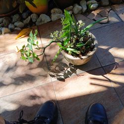 Succulent Garden In Porcelain Pot 