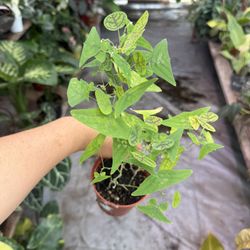 4” Christia Obcordata Butterfly Plant 