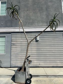 Large Mature Aloe Tree Live Plant