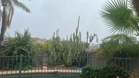 Totem Pole Cactus For Trade?