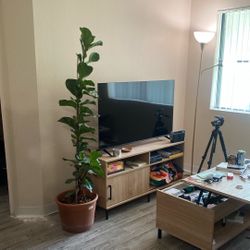 Fiddle Leaf Fig Tree