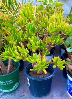 Coral jade plant
