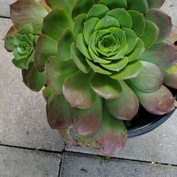 Big Succulent 2 Gallon 