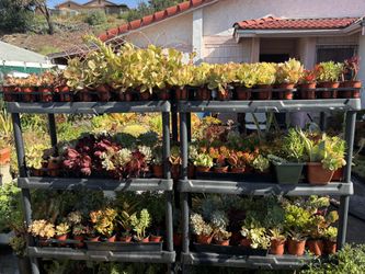 Asstd Small Plants