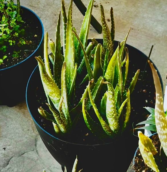 Lots of aloe vera potted plants