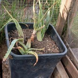 🌱 Lush Aloe Vera – Low-Maintenance, Fast Growing