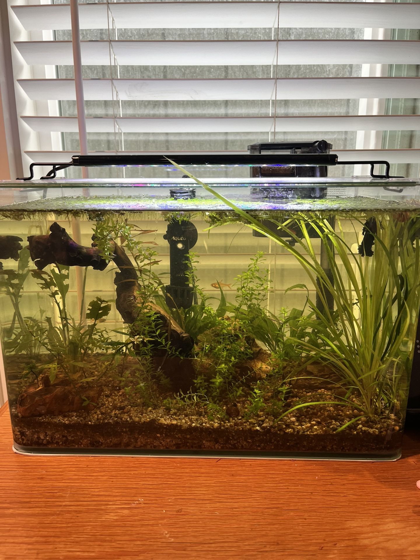 Betta Tank