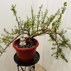 Beautiful Healthy Large Jade Bonsai Tree 🪴✨ 