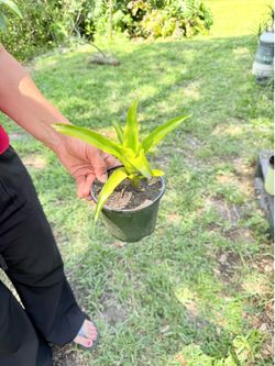 Small bromeliad plant