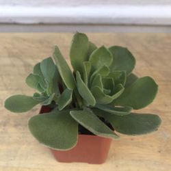 Succulent