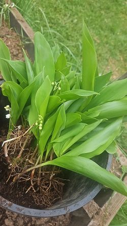 Lillie's Of The Valley Roots
