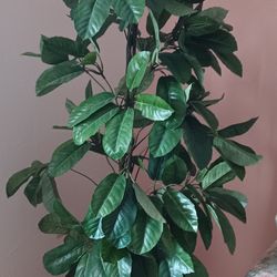 FAUX FICUS-LOOKING TREE