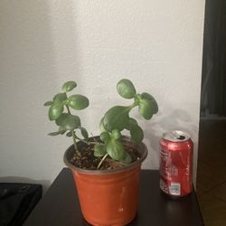 Jade Hanging Plant