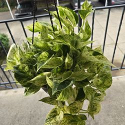 Marble Queen Pothos