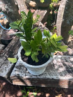 Plant