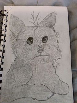 Portrait of yorkie