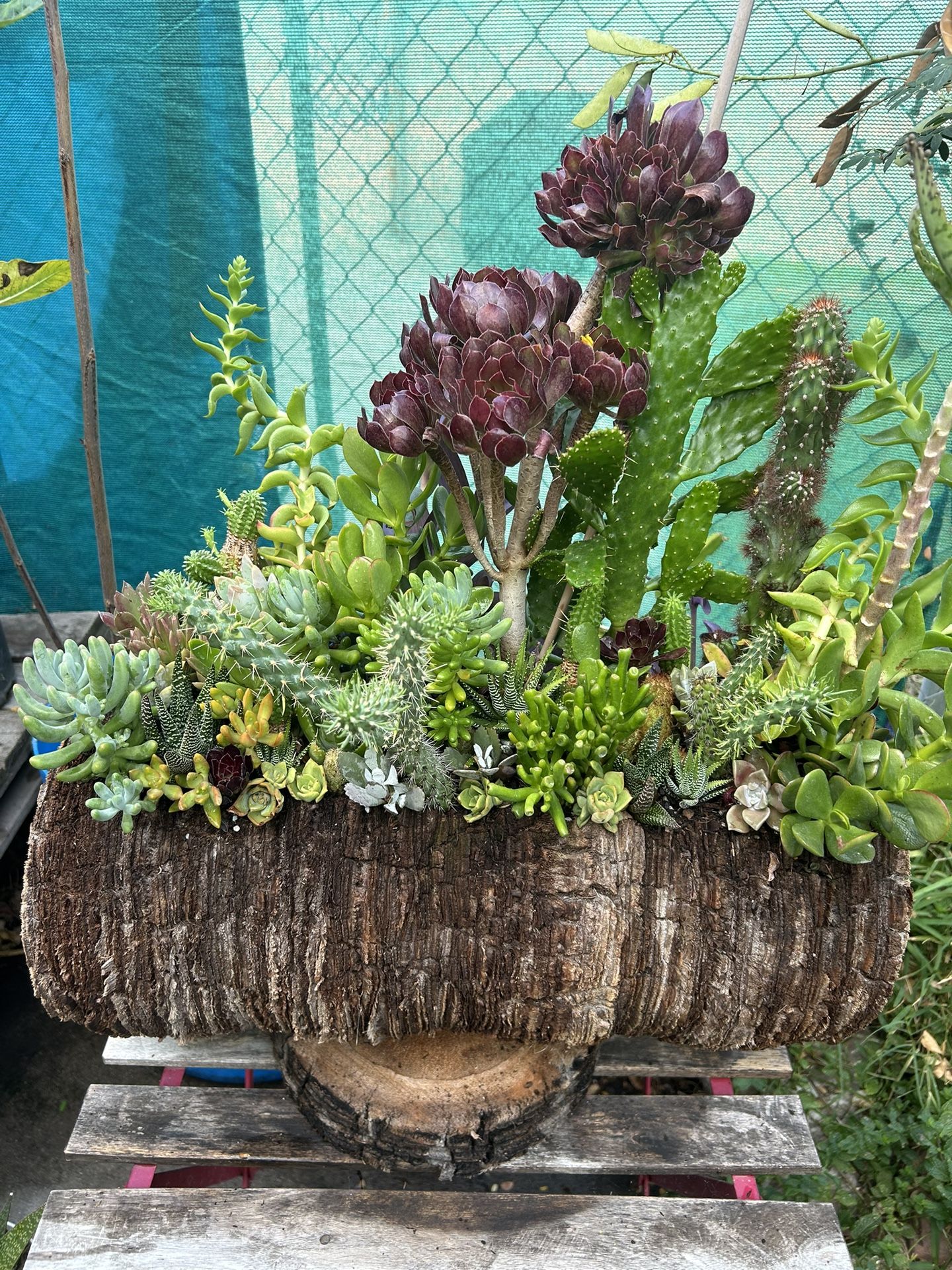 Cactus Y Succulents Arrangements En Tronko