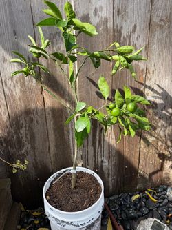 Mandarin plant