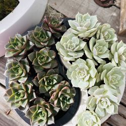 Yin And Yang Succulent Based 