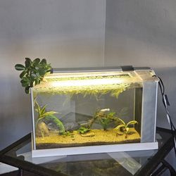 5 Gallon Fish Tank