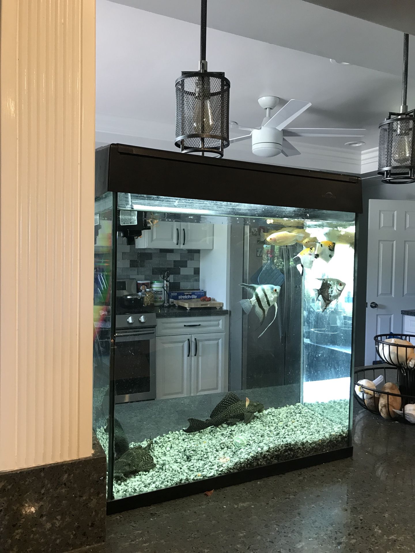 30 gallon eclipse fish tank aquarium clean!