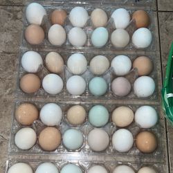 Farm Fresh Eggs 