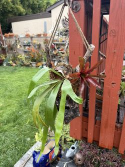 Funny Hanging Staghorn Fern With Bromeliad